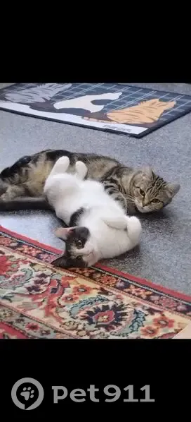 Пропала кошка, ул. Мира, 11, Сумкино - photo