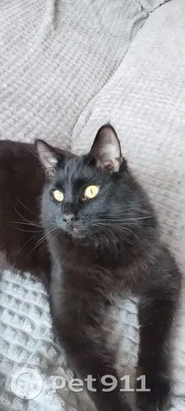 Пропала кошка, Обводная, Пестравка - photo