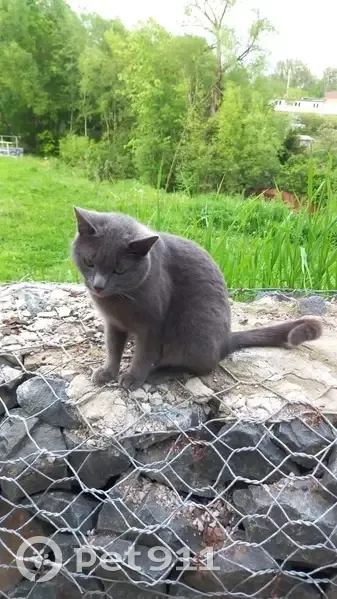 Пропала кошка, Железнодорожная ул., Красногорск - photo