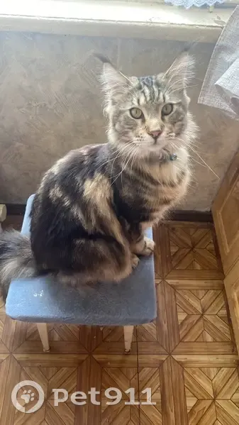 Пропала кошка, ул. Коммунистическая 14 - photo