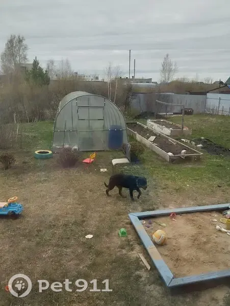 Собака найдена: Полевая ул., 37Б, Курган - photo