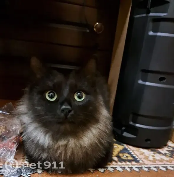 Пропала кошка, Тулиновская ул., 22, Тамбов - photo