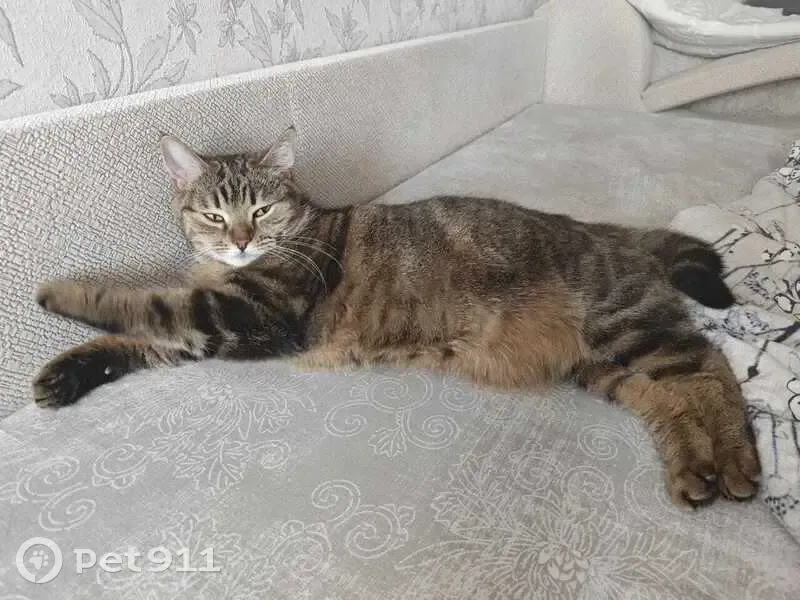 Пропала кошка, ул. Фрунзе 8 к1, Тверь - photo