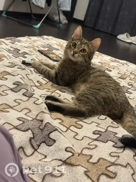 Пропала полосатая кошка, Лудони 58А-379 - photo