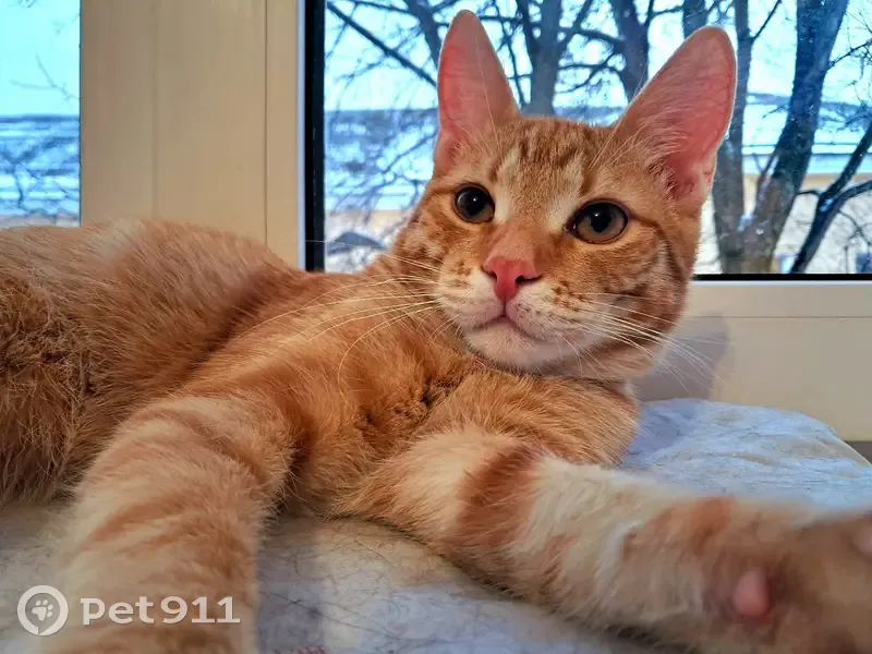 Пропала кошка, ул. 15 лет Октября, Тверь - photo