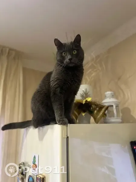 Пропала кошка, Особенная ул., Ростов-на-Дону - photo