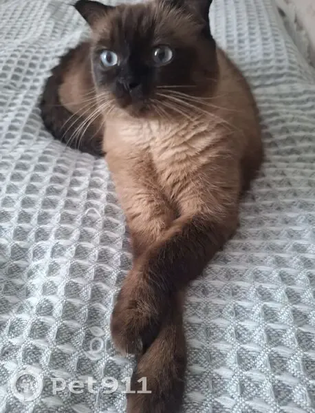 Пропала сиамская кошка, Рабочая ул., Дмитриев - photo