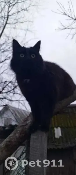 Пропала кошка, ул. Воровского, Новозыбков - photo