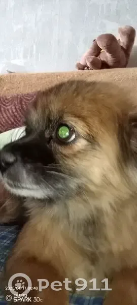 Пропала собака, ул. 30 лет Победы, 6 - photo