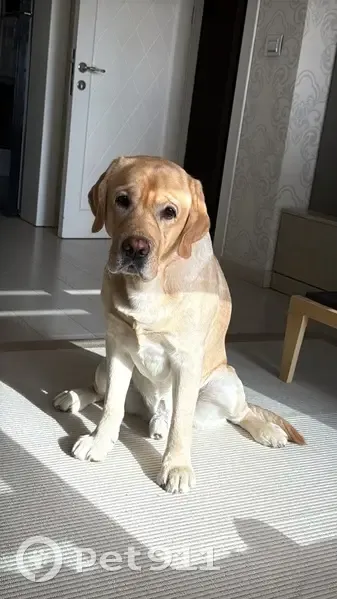 Пропала собака у ТЦ Кресент, Fashion Av. 151 - photo