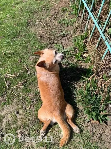 Пропала собака, ул. В. Терещенко, 6 - photo