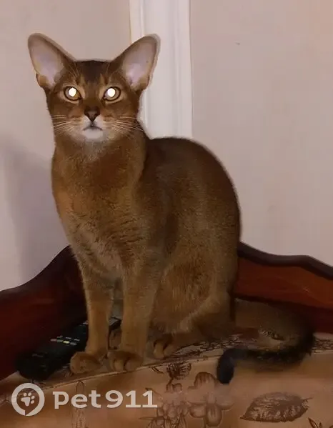 Пропала кошка, Гизель, Северная Осетия - photo