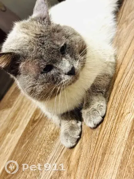 Пропала кошка, Уральская ул., 11 - photo