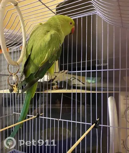 Потерян попугай, Хомяково, Тульская область - photo