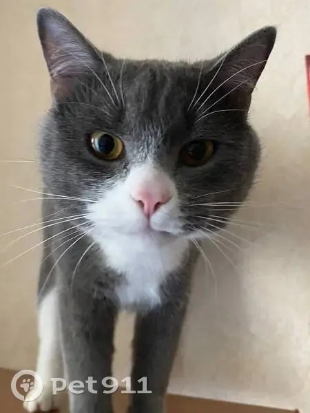 Пропала кошка, Курская ул. 45, Железногорск - photo