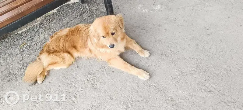 Рыжий пес найден: Советская ул., 26, Липецк - photo