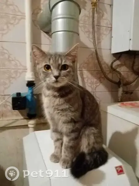 Пропала собака, Луговая ул. 14, Рязань - photo