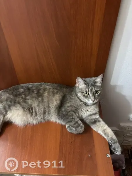 Пропала кошка, Курганская обл. - photo