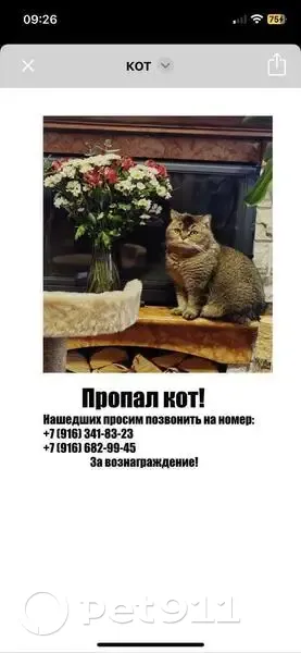 Пропала кошка, МО, серо-коричневая - photo