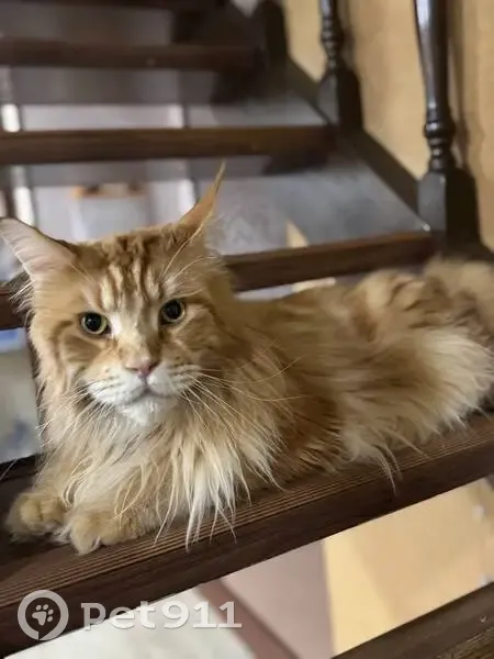 Пропала кошка, Больничный пер., 1, Волжский - photo