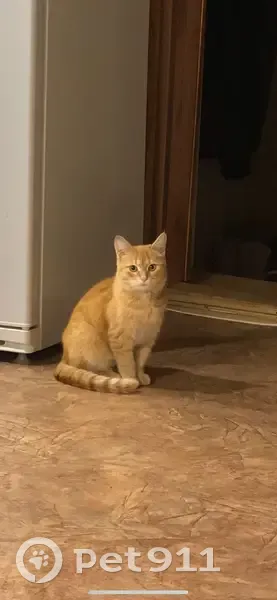 Пропал рыжий котик, ул. Жуковского, Ульяновск - photo