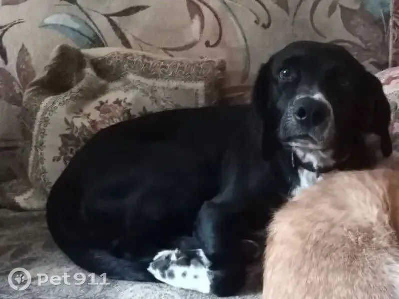 Пропала собака на Енисейской, Братск - photo