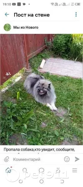 Пропала собака, Виктово, Вологодская обл. - photo