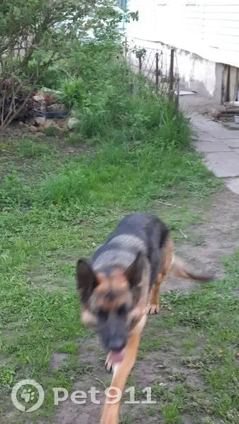 Пропала овчарка у ROCKSOL, Алексин, Железнодорожная, 21 - photo