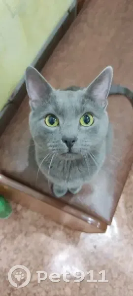 Пропала кошка, Казанская 1Б, Лысково - photo