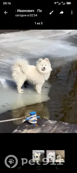 Пропала белая собака, Набережная 2 - photo