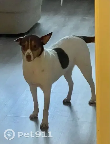 Пропала собака, Заневский пр. 73, СПб - photo