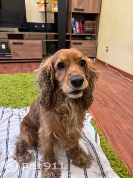 Найдена собака на Завертяева, 9 к1, Омск - photo