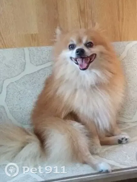 Пропала собака, Софрино, ул. Спортивная - photo