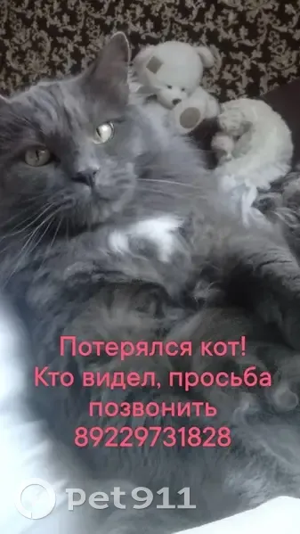 Пропала кошка, Демьяновское, Кировская обл. - photo