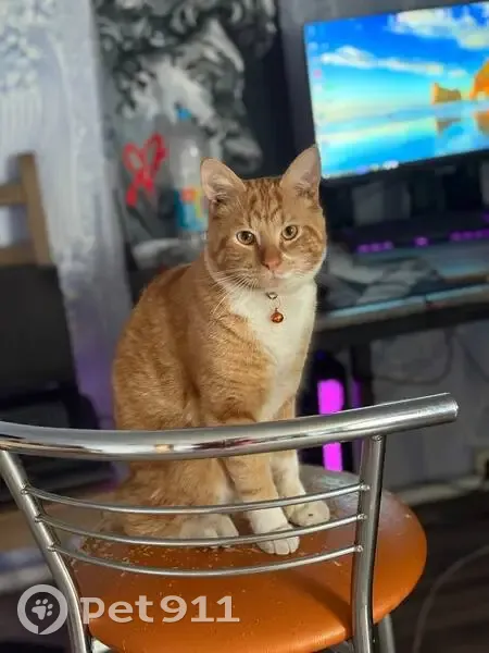 Пропала кошка, Советская ул. 15, Запорожское - photo