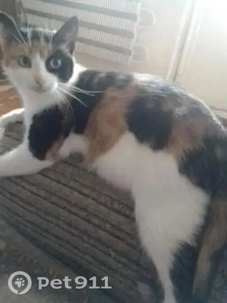 Пропала кошка, Васильевский Спуск, Москва - photo