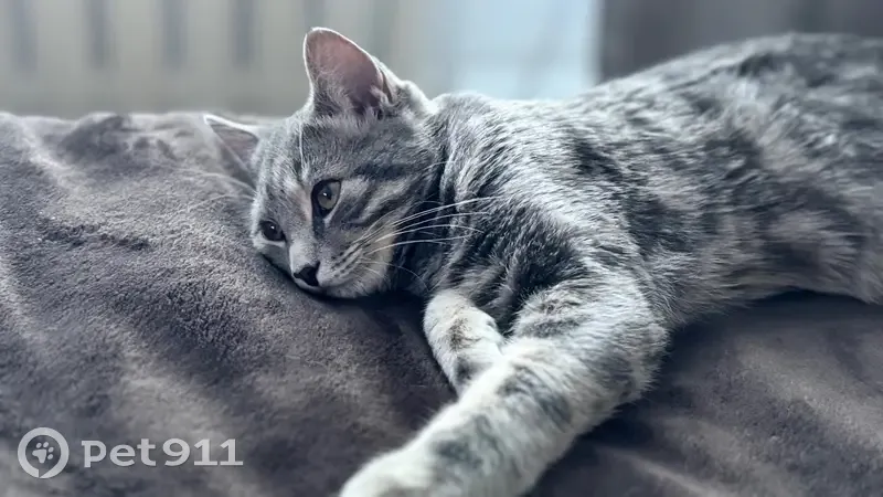 Пропала кошка, Кобляковское с/п, Иркутск - photo