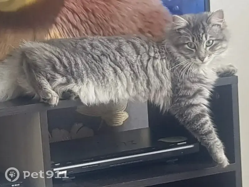 Пропала кошка, ул. Писцова, 35, Красноуфимск - photo