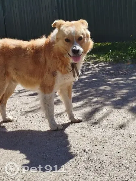 Собака найдена на Кольцевой улице, Добровольск - photo