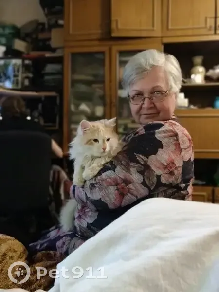 Пропала кошка, Восточная ул. 52/6, Ковров - photo