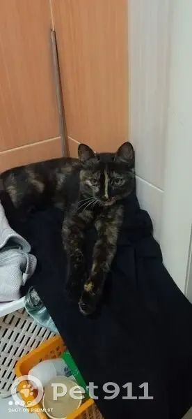 Пропала кошка, Днепропетровская 12, Саратов - photo