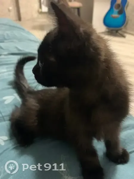 Пропала кошка, Железнодорожная 56/60 - photo