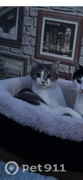 Пропала кошка, Дивногорск, Чкалова 15А - photo