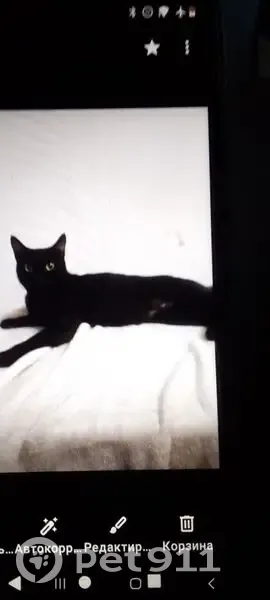 Пропала черная кошка, ул. Победы, 86 - photo