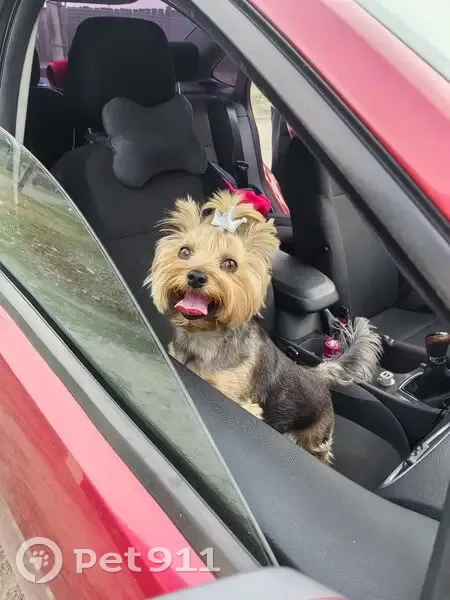 Пропала собака, Лугавское, Красноярск - photo