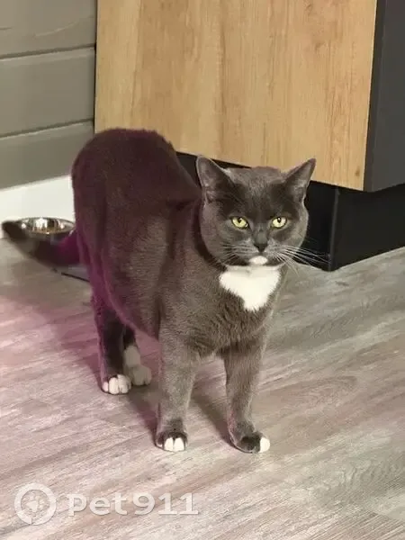 Пропала кошка в СНТ 