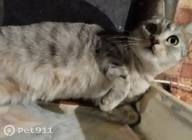 Пропала кошка в СНТ Ромашка, Кемерово - photo