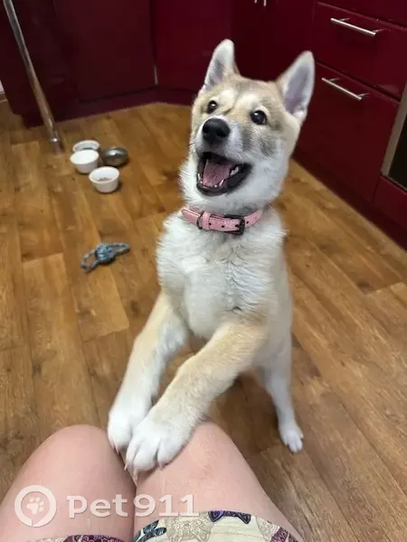 Пропала лайка, Маганский сельсовет - photo