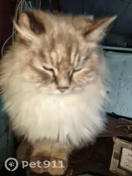 Пропала кошка, Верхняя Березовка - photo