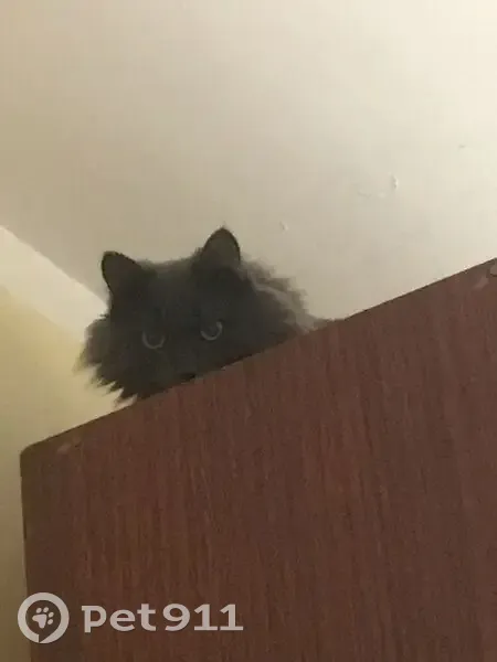 Пропала кошка, Свердловская ул. 131 - photo